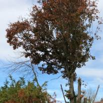 Elagage d'arbre