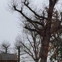 Elagage d'arbre